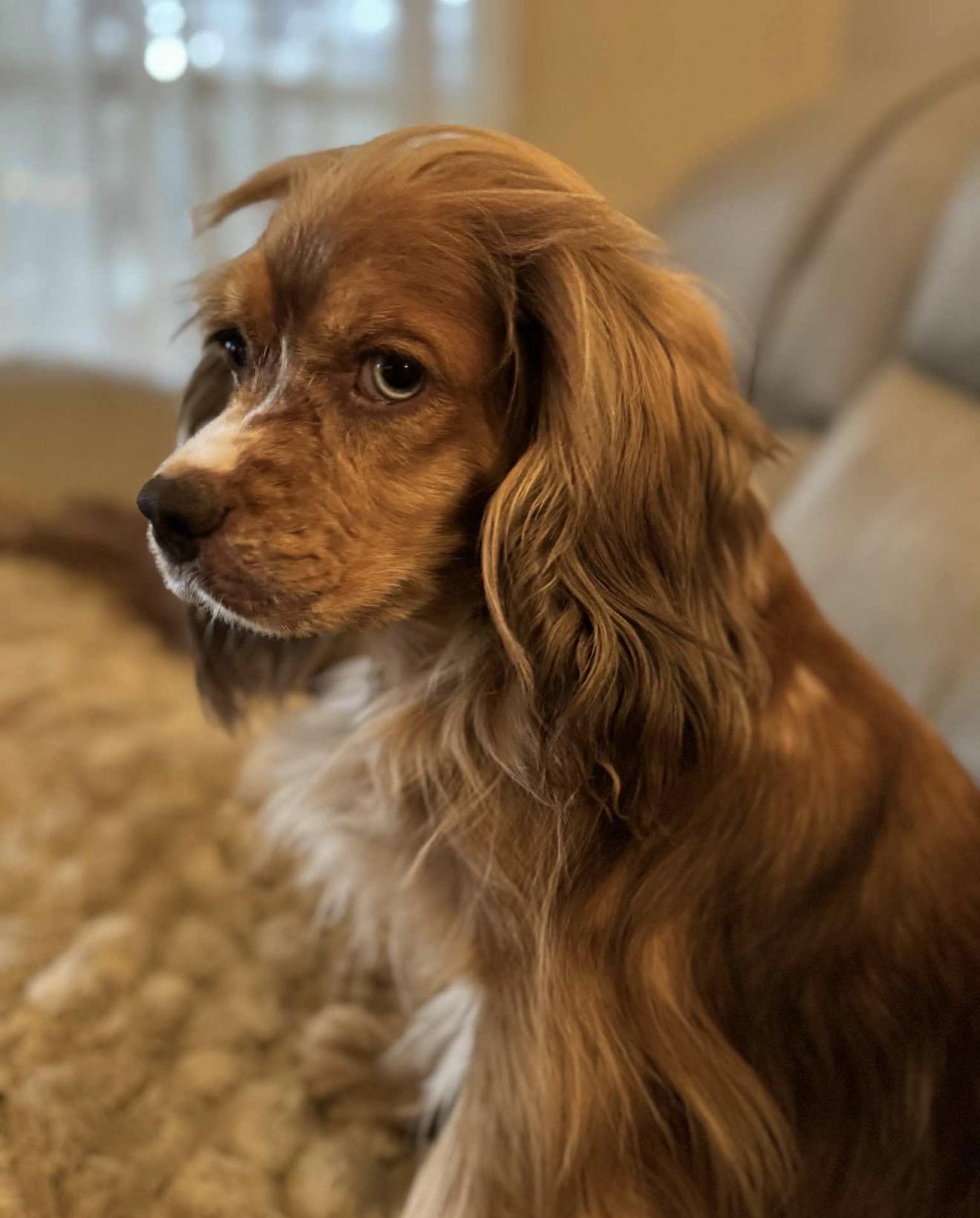 Tinsley, ADOPTABLE, Adult Female Cocker Spaniel.