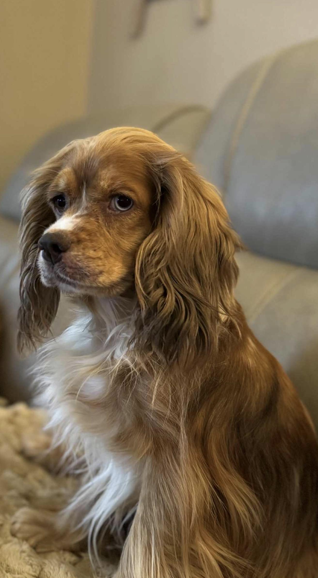 Tinsley, a ADOPTABLE Cocker Spaniel in Westerly, RI image 6/6