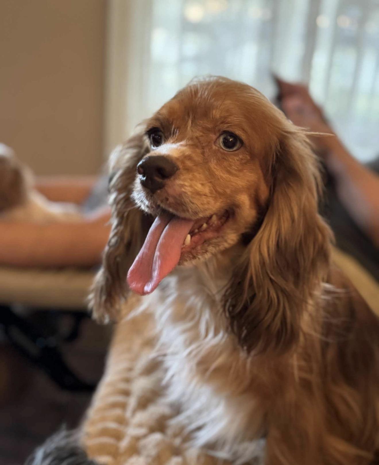 Tinsley, a ADOPTABLE Cocker Spaniel in Westerly, RI image 2/6