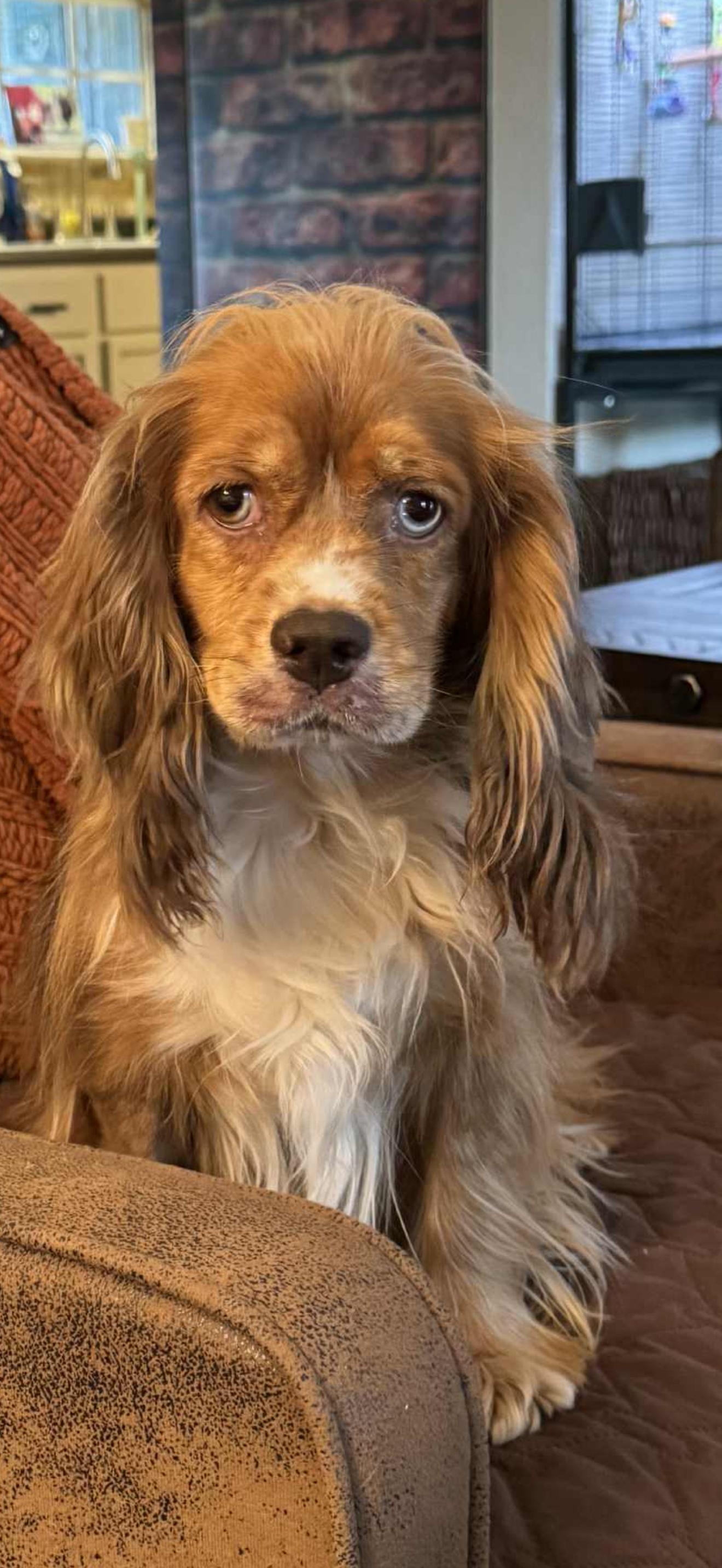 Tinsley, a ADOPTABLE Cocker Spaniel in Westerly, RI image 4/6