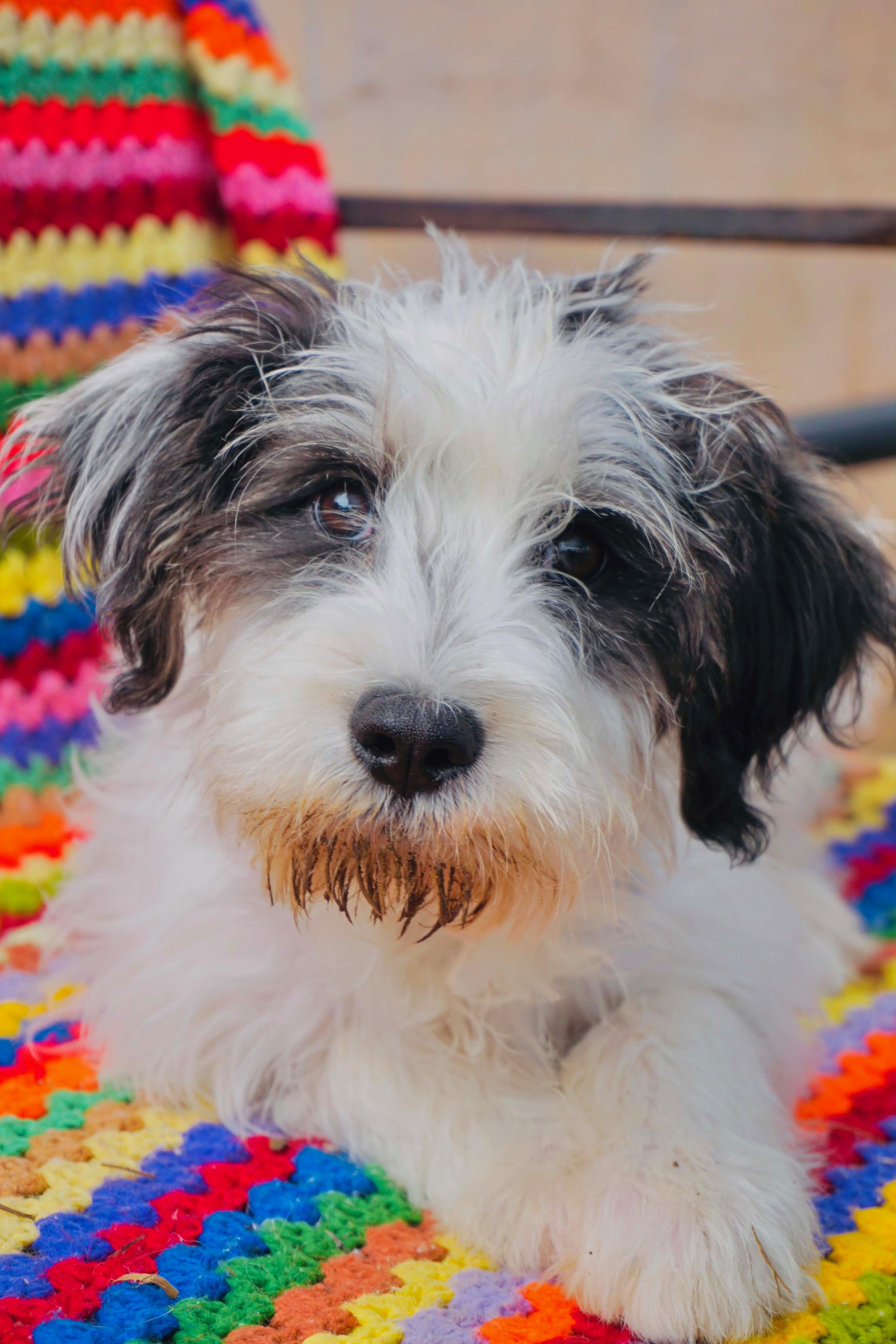 Pet Rinder Kaian - Adopted | Petfinder