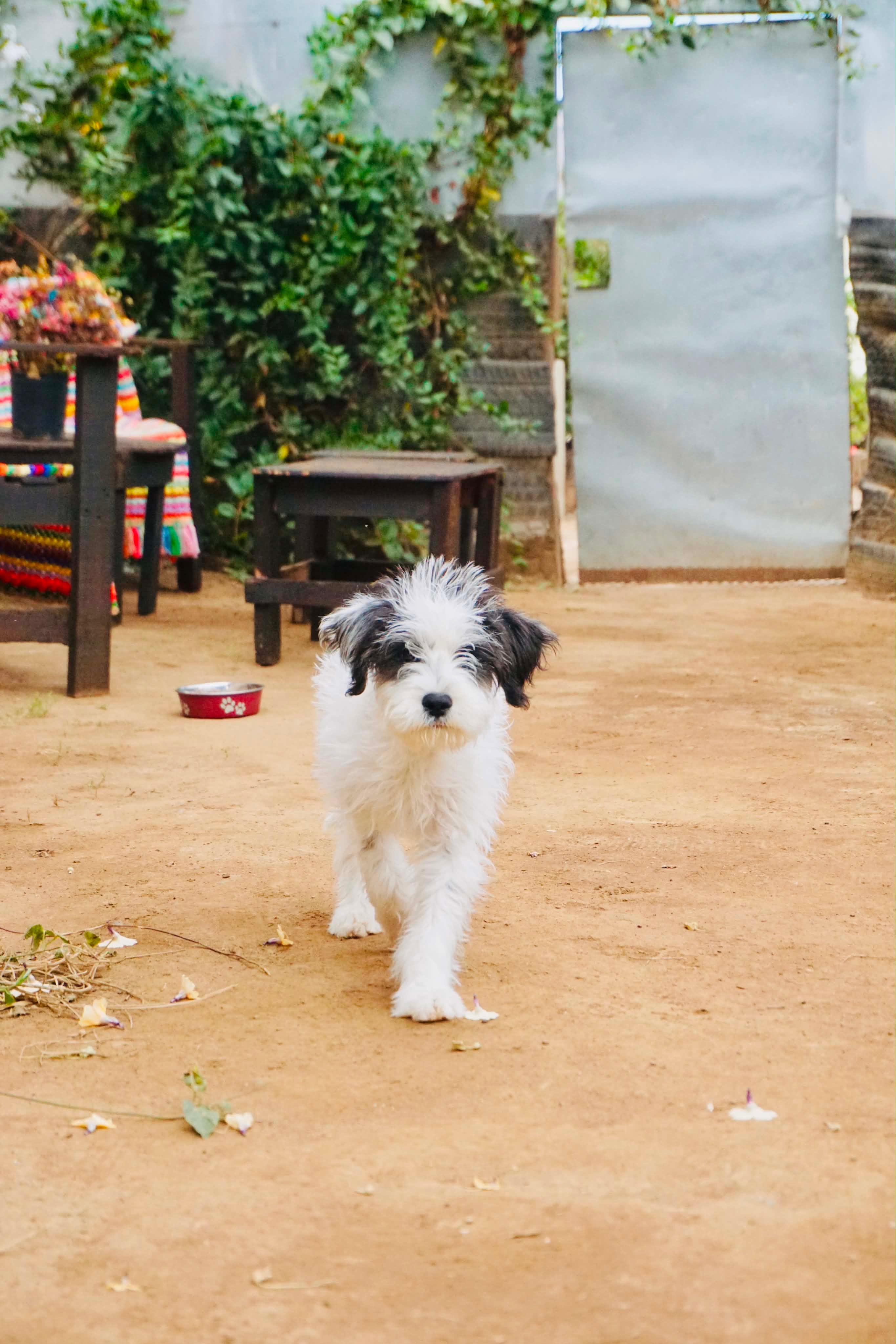 Pet Rinder Kaian - Adopted | Petfinder