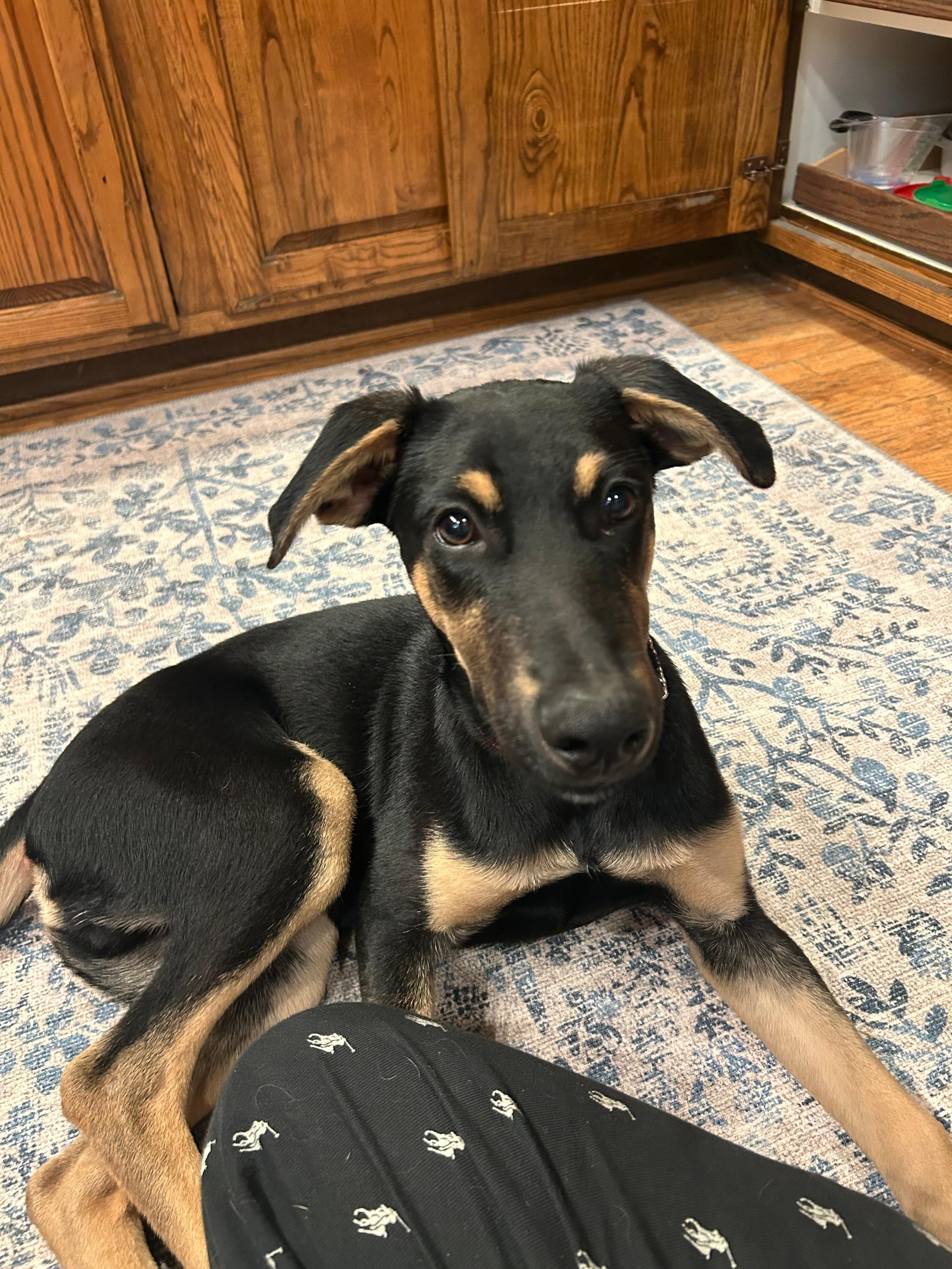 Merlin, ADOPTABLE, Puppy Male Doberman Pinscher.