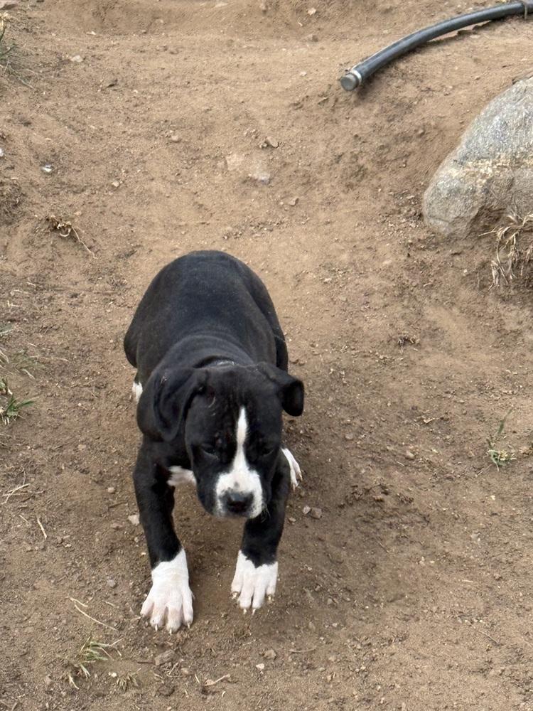 Pico, Adoptable, Puppy Male Boxer & Pit Bull Terrier.
