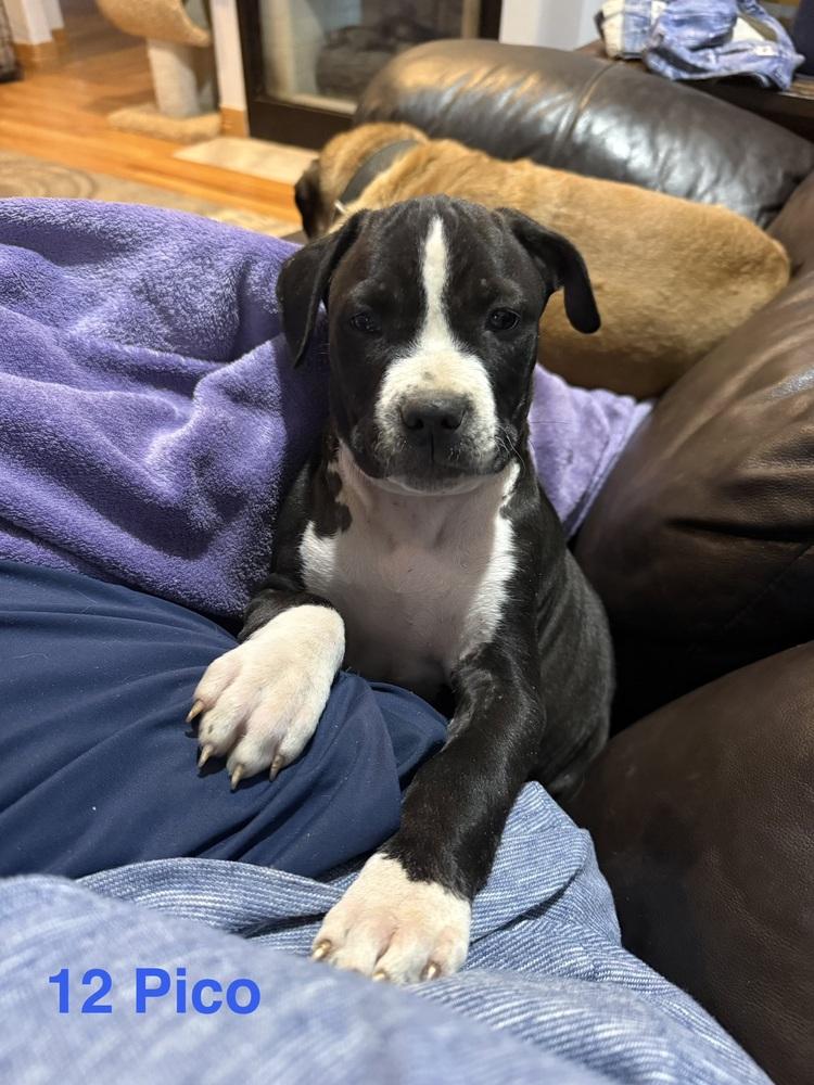 Enlarge Pico, a Adoptable mixed breed in Aurora, CO image 2/6