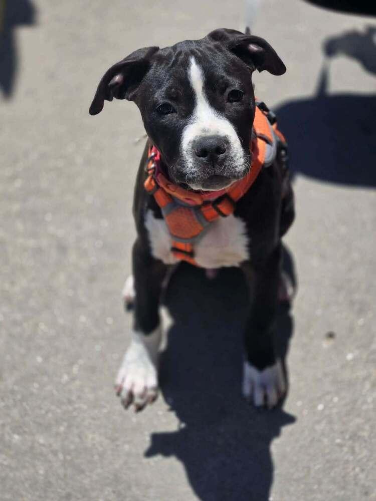 Enlarge Pico, a Adoptable mixed breed in Aurora, CO image 1/3