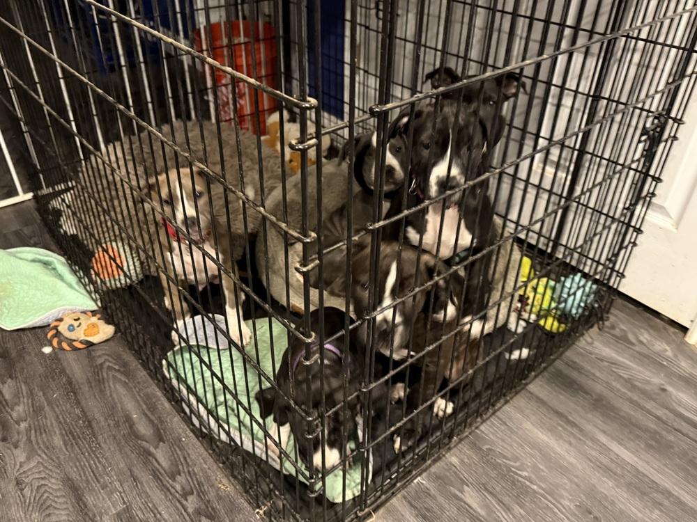 Enlarge Pico, a Adoptable mixed breed in Aurora, CO image 3/6