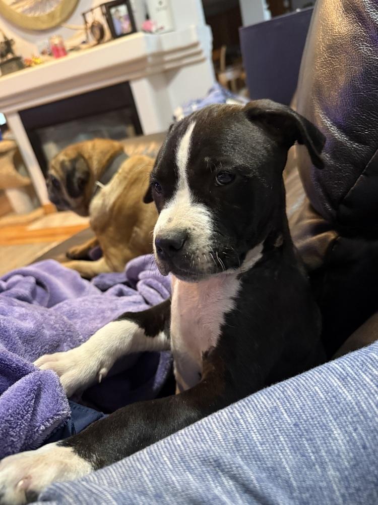 Enlarge Pico, a Adoptable mixed breed in Aurora, CO image 4/6