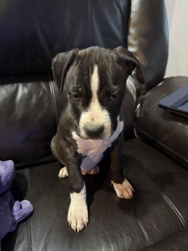 Enlarge Pico, a Adoptable mixed breed in Aurora, CO image 5/6