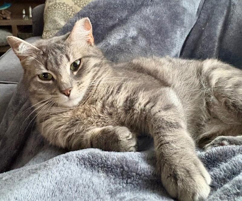 Gracie, a Adoptable Domestic Short Hair in North Babylon, NY image 2/6