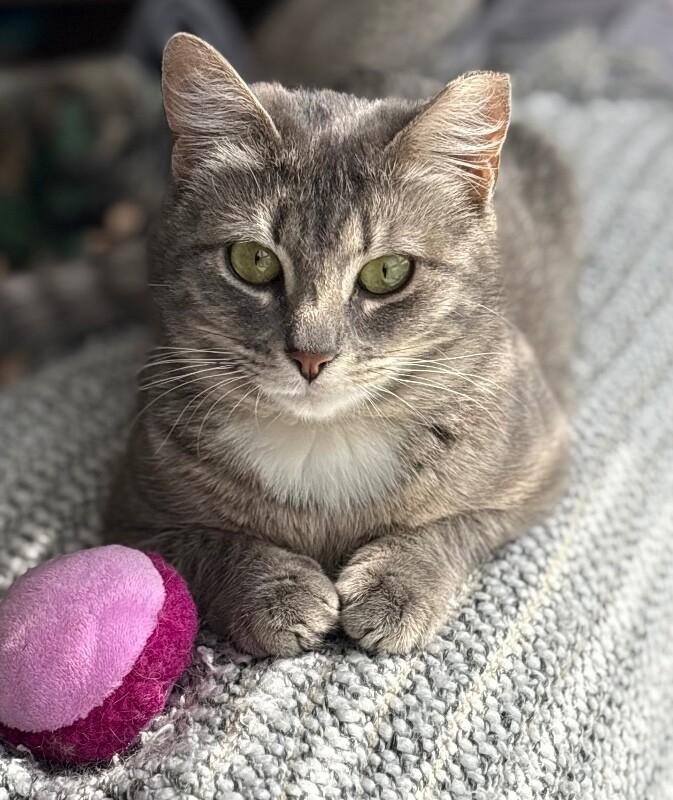 Gracie, a Adoptable Domestic Short Hair in North Babylon, NY image 3/6