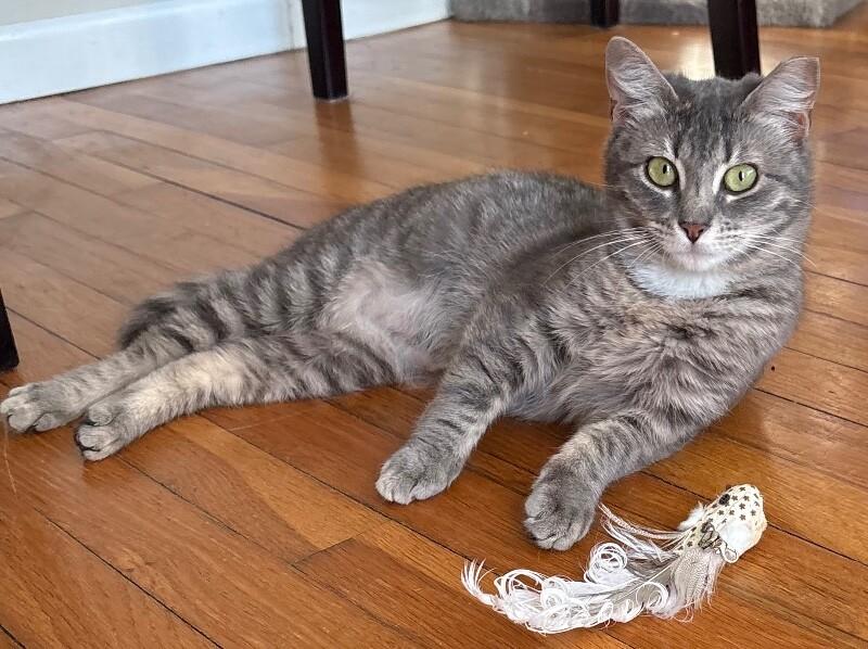 Gracie, a Adoptable Domestic Short Hair in North Babylon, NY image 4/6