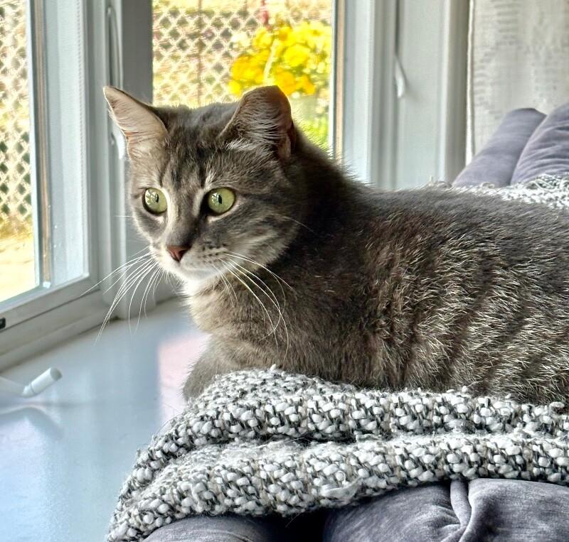 Gracie, a Adoptable Domestic Short Hair in North Babylon, NY image 5/6