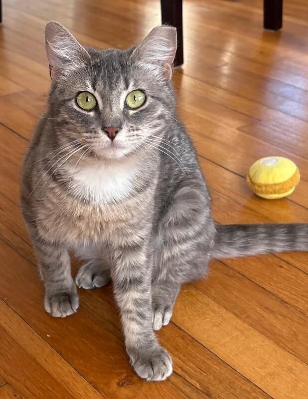 Gracie, a Adoptable Domestic Short Hair in North Babylon, NY image 6/6