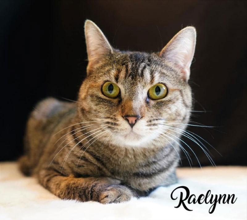 Raelynn, Adoptable, Adult Female Domestic Short Hair & Tabby.