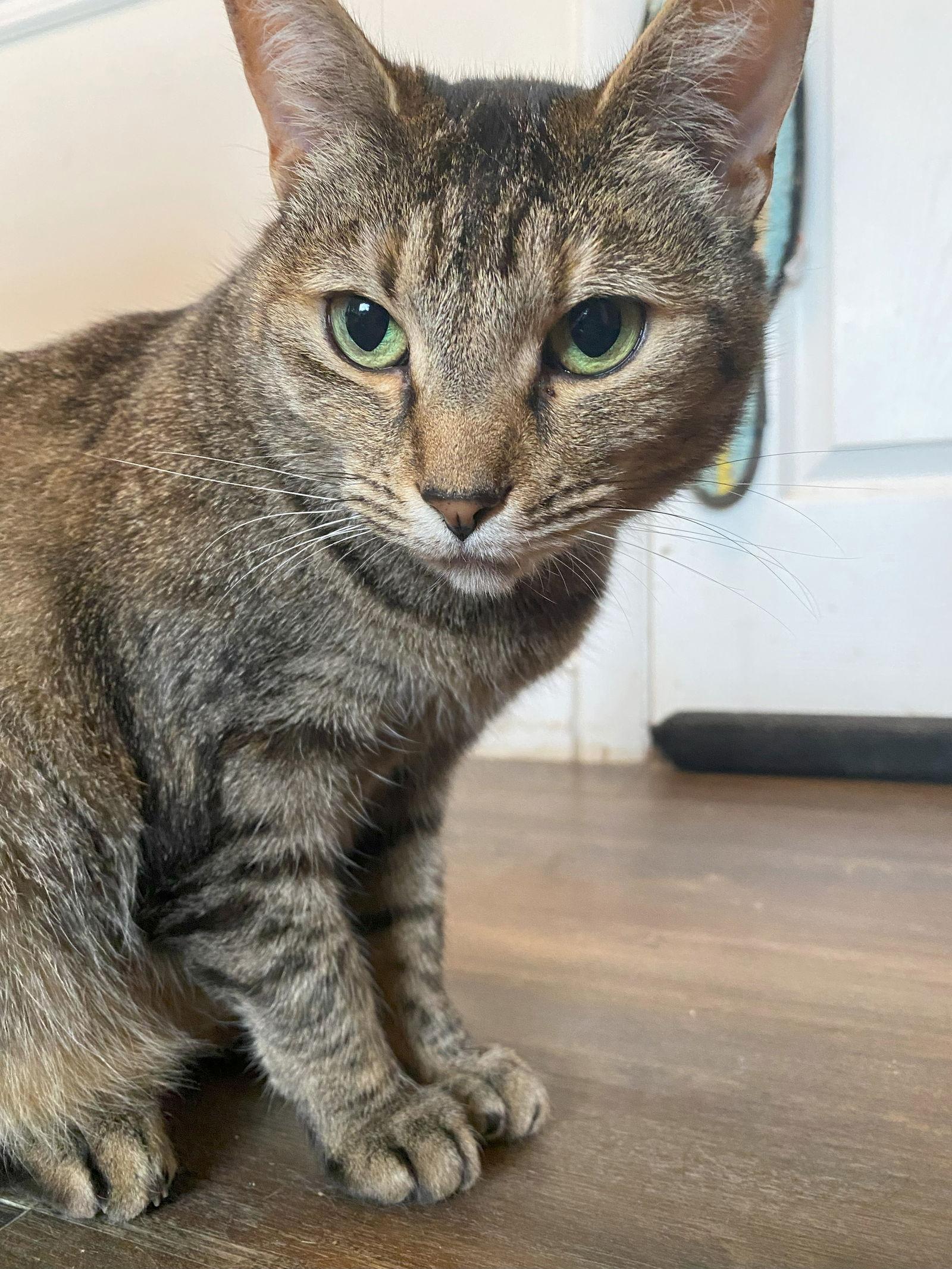 Enlarge Raelynn, a Adoptable mixed breed in Gettysburg, PA image 2/3