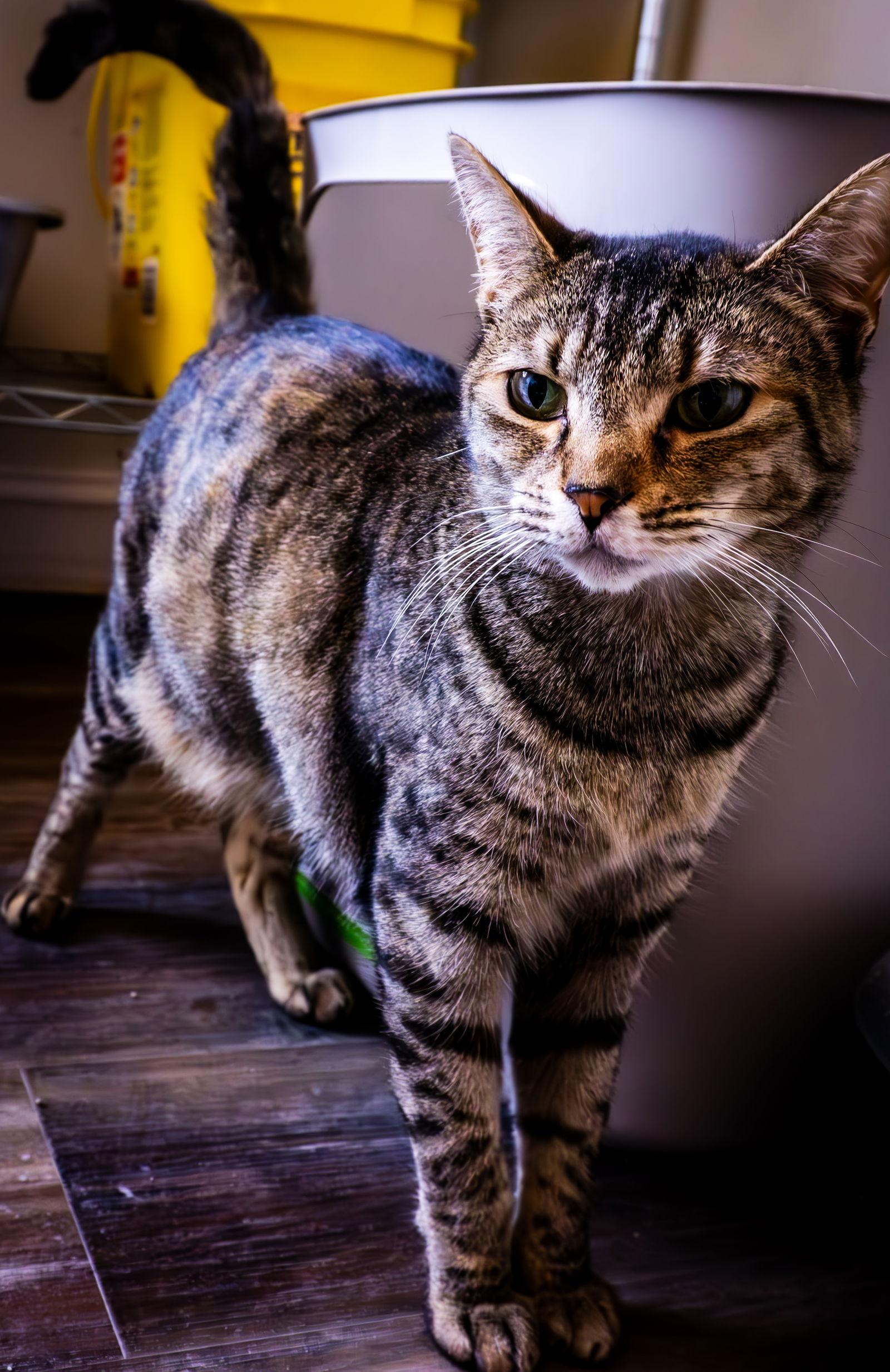 Enlarge Raelynn, a Adoptable mixed breed in Gettysburg, PA image 3/3