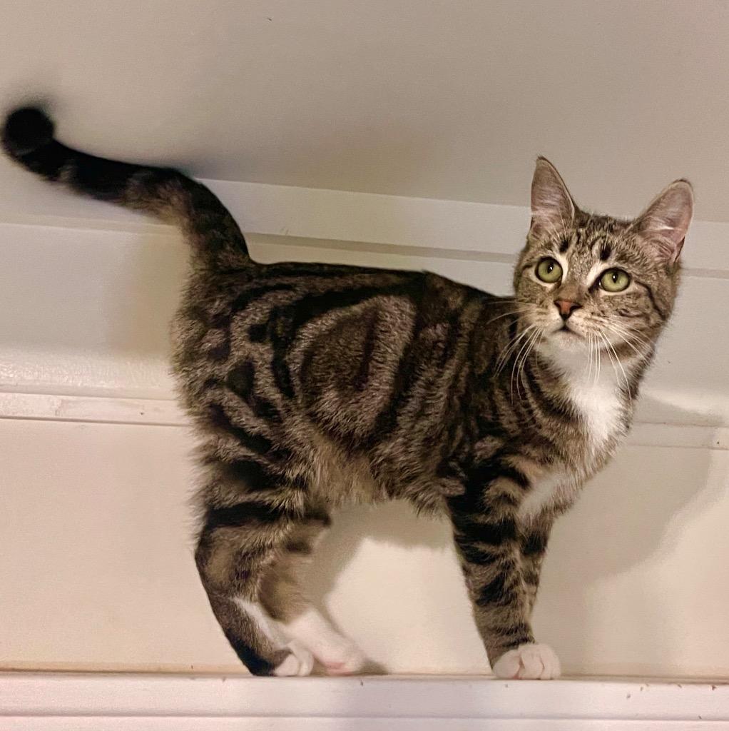 Barbie, Adoptable, Young Female Domestic Short Hair.