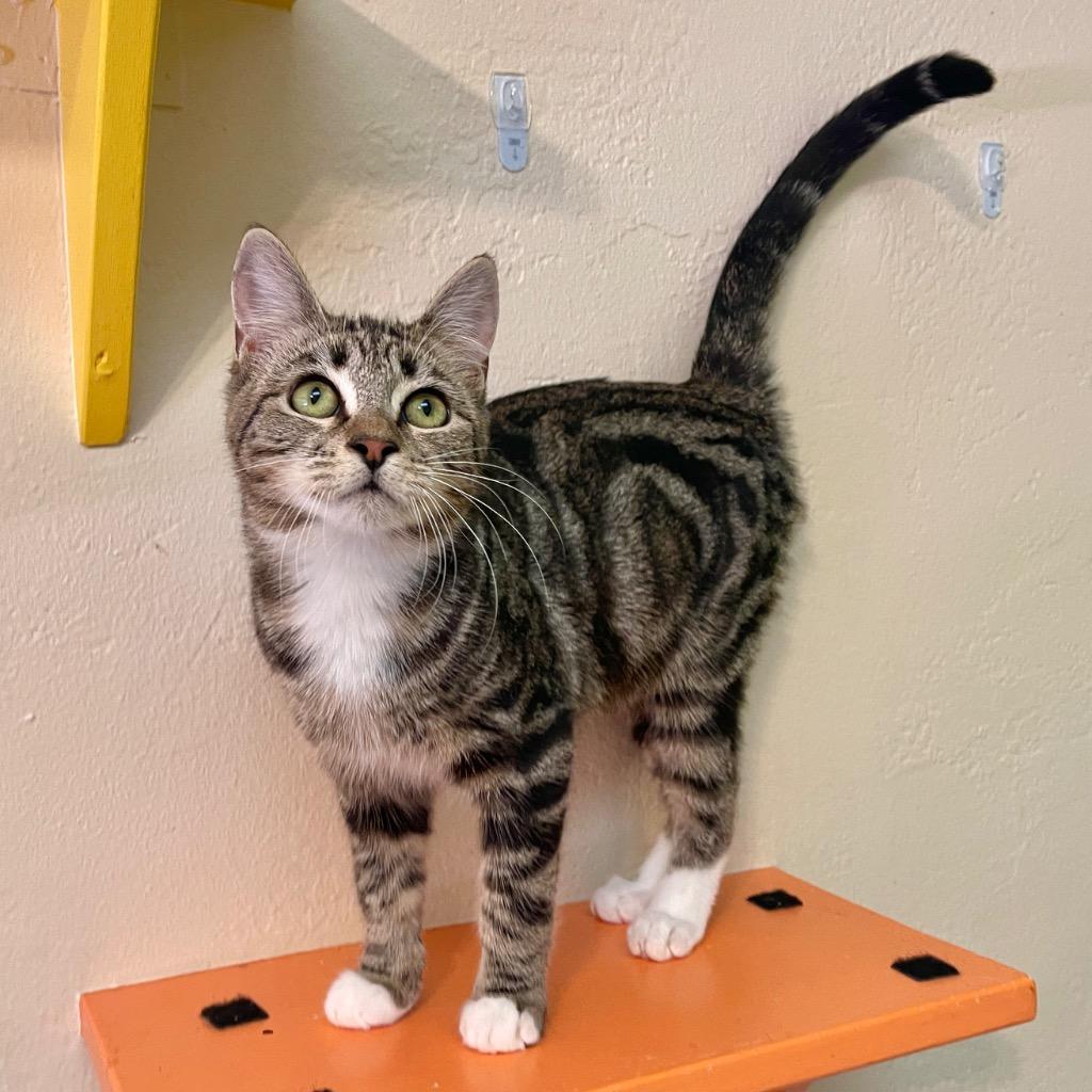 Enlarge Barbie, a Adoptable mixed breed in Cambria, CA image 3/6