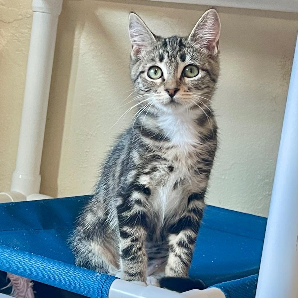 Enlarge Barbie, a Adoptable mixed breed in Cambria, CA image 5/6