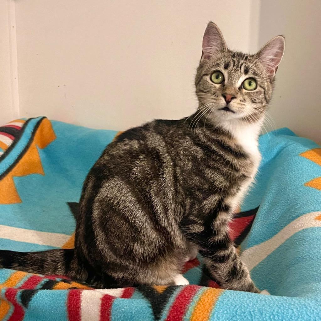 Enlarge Barbie, a Adoptable mixed breed in Cambria, CA image 6/6