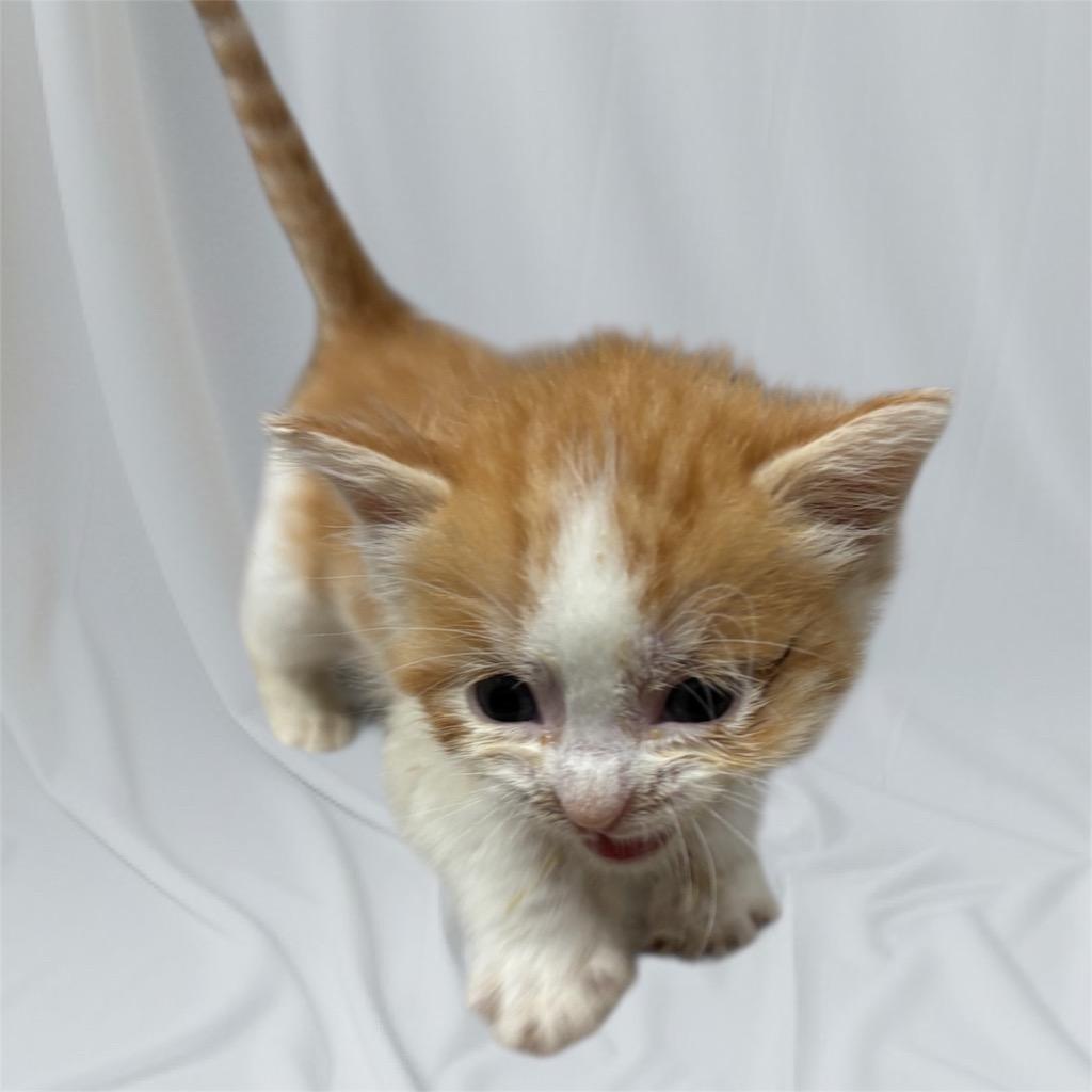 Thor(Chunk-A-Munk), Adopted, Young Male Domestic Short Hair.