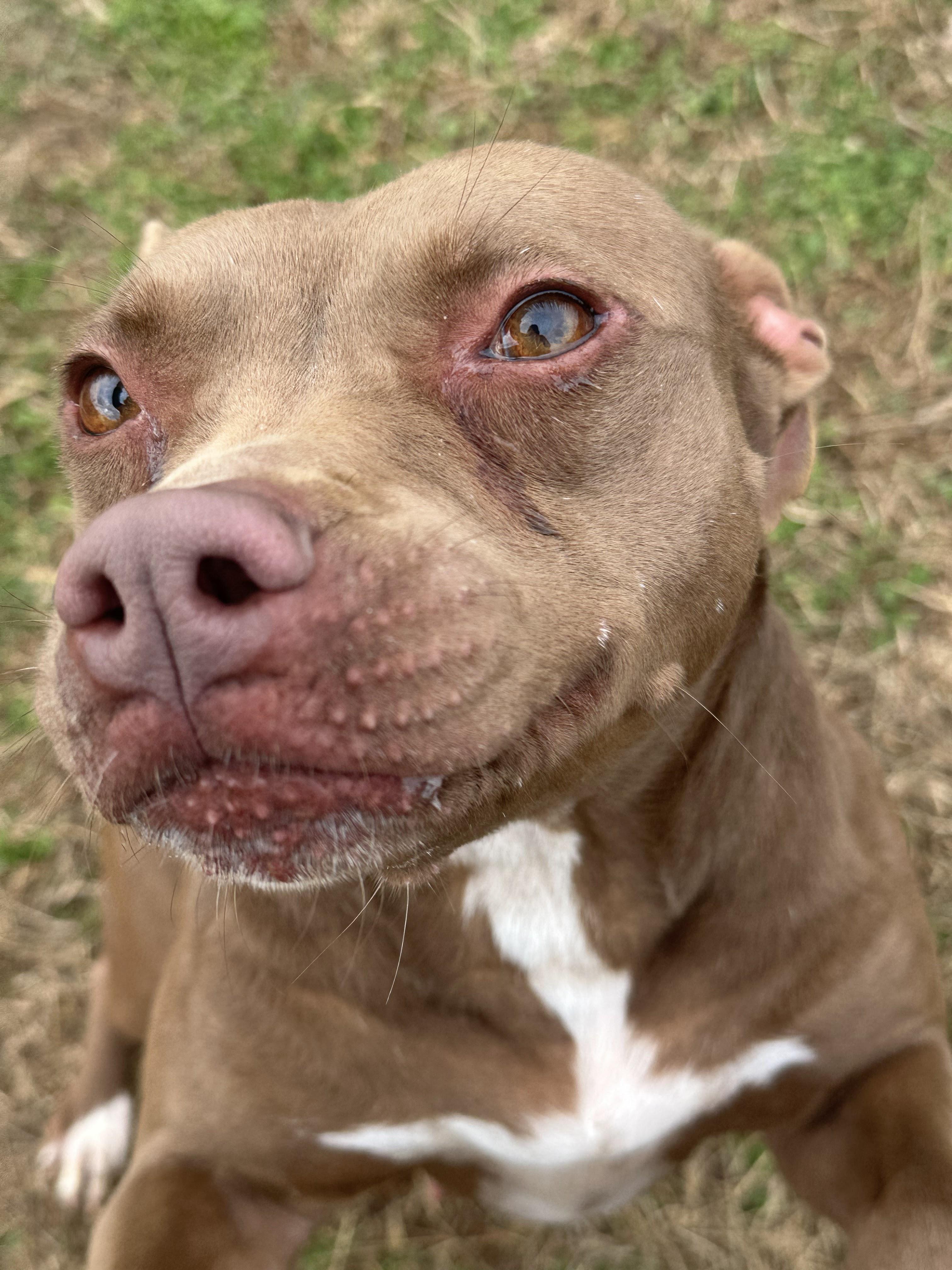 Enlarge Babe, a ADOPTABLE Mixed Breed in PHILADELPHIA, TN image 1/3