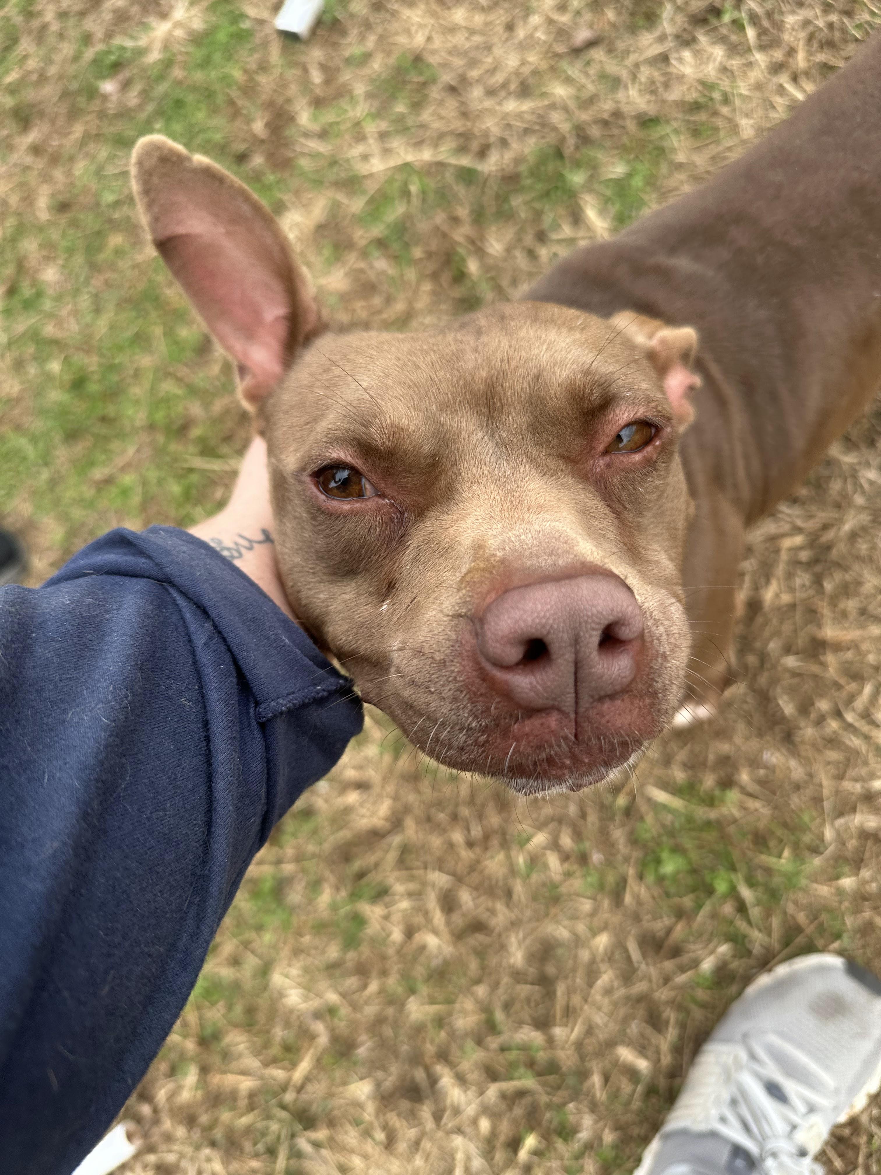 Enlarge Babe, a ADOPTABLE Mixed Breed in PHILADELPHIA, TN image 3/3