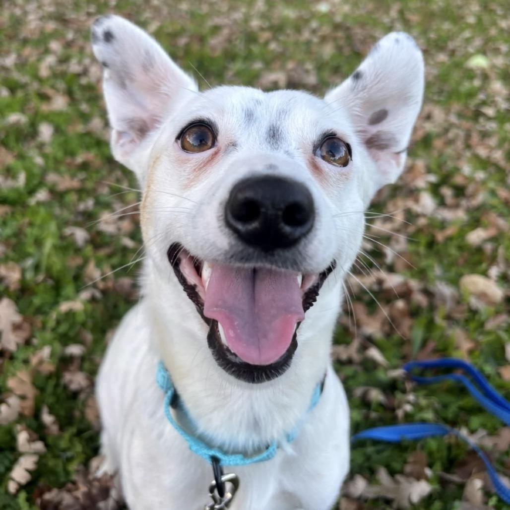 Piglet, Adoptable, Young Female Mixed Breed.