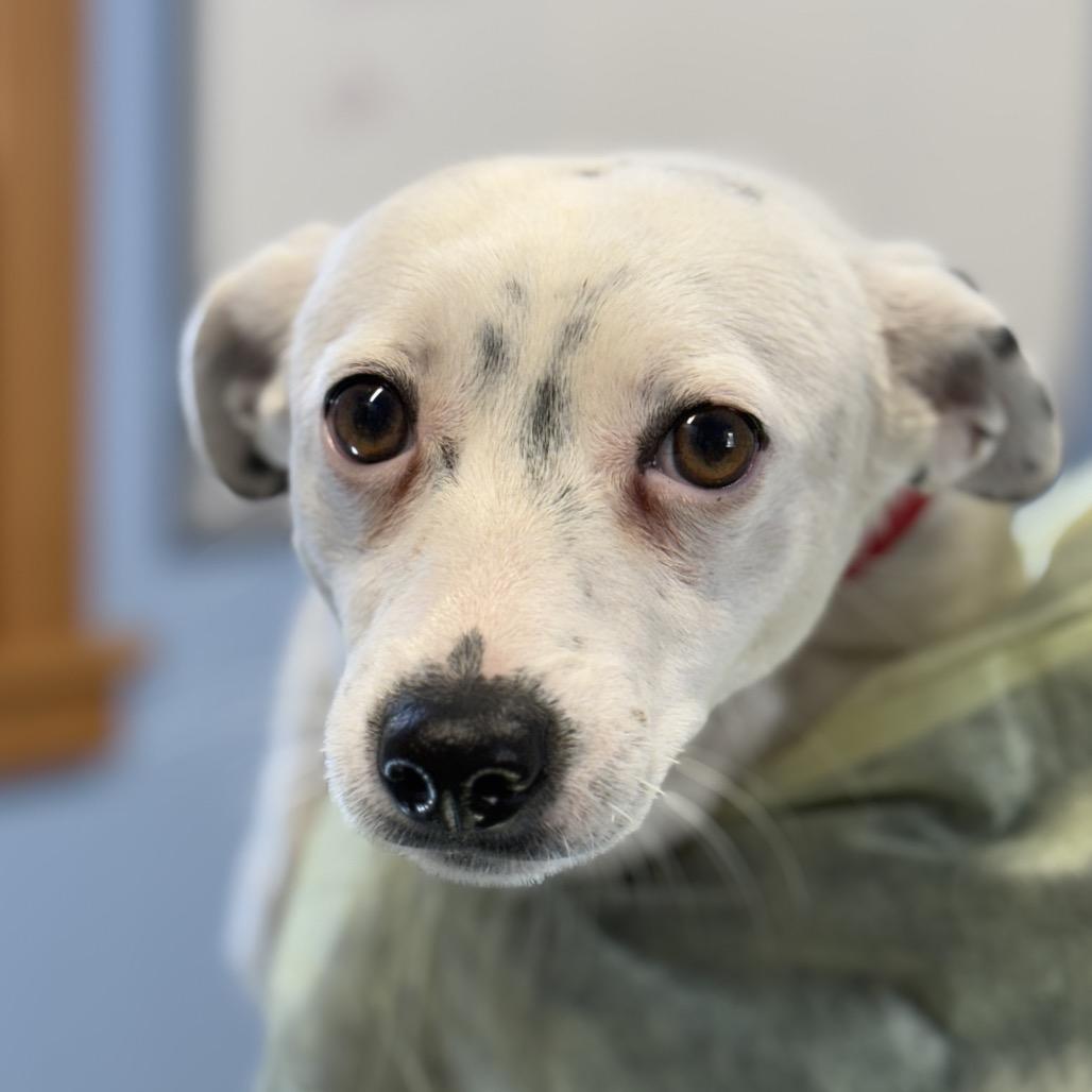 Piglet, a Adoptable Mixed Breed in Redwood Valley, CA image 1/5