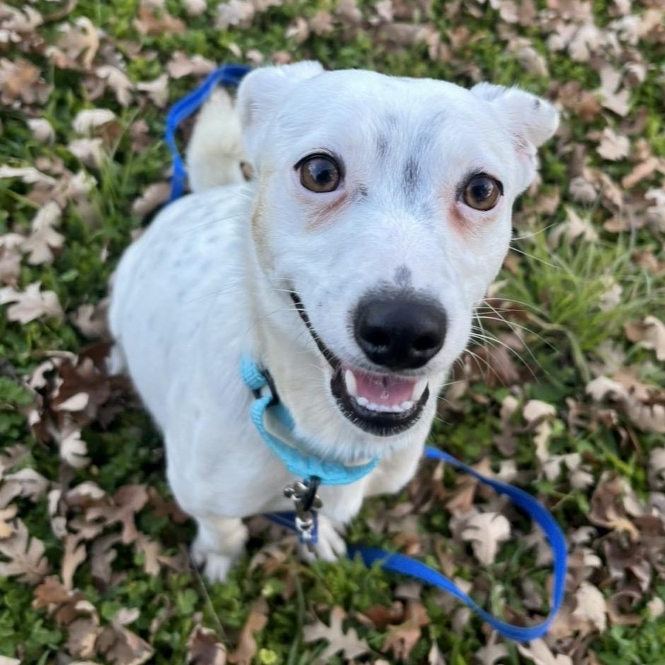 Piglet, a Adoptable Mixed Breed in Redwood Valley, CA image 3/5
