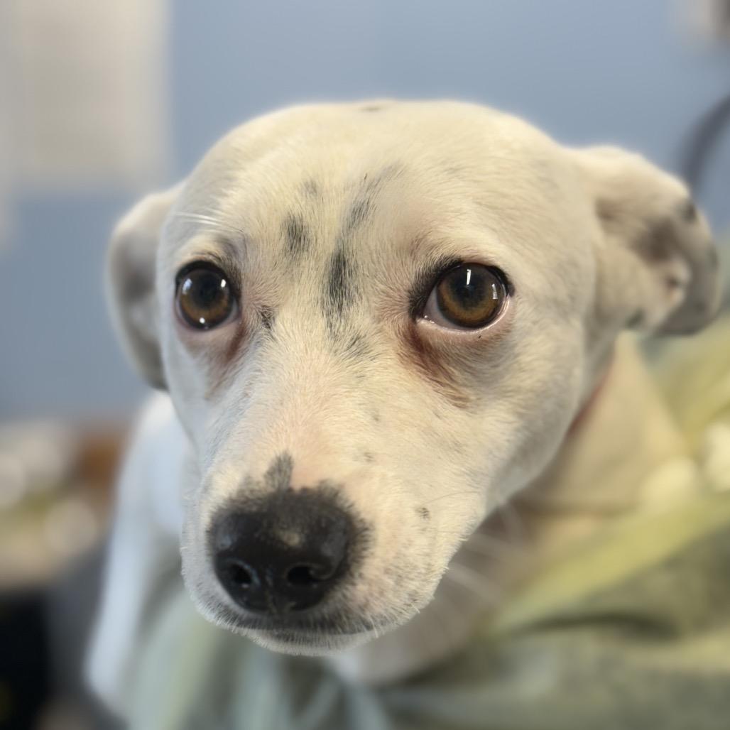 Piglet, a Adoptable Mixed Breed in Redwood Valley, CA image 5/5