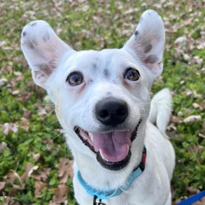 Piglet, a Adoptable Mixed Breed in Redwood Valley, CA image 5/5