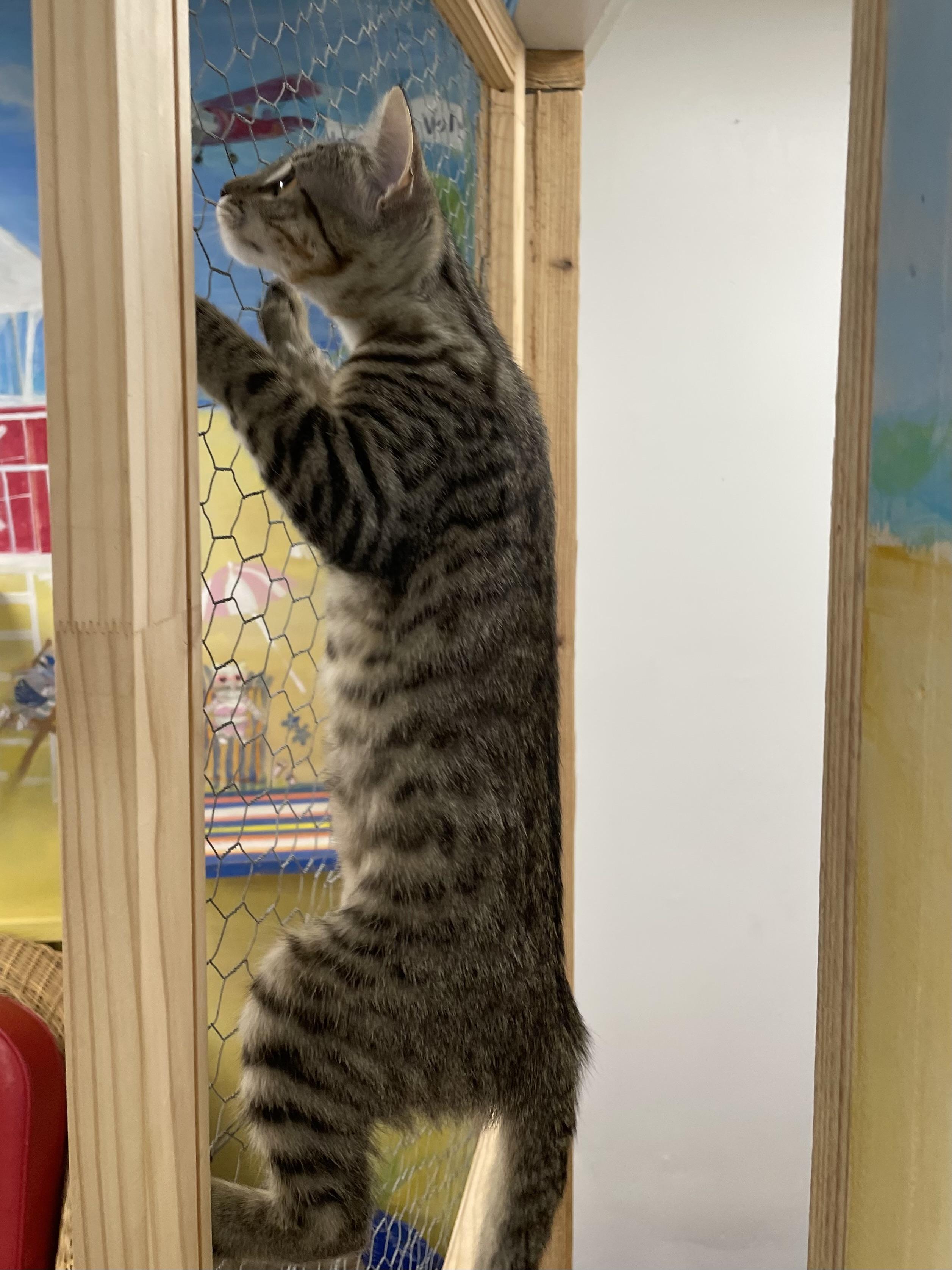 Enlarge Alice, a ADOPTABLE Domestic Short Hair in Fernandina Beach, FL image 2/3