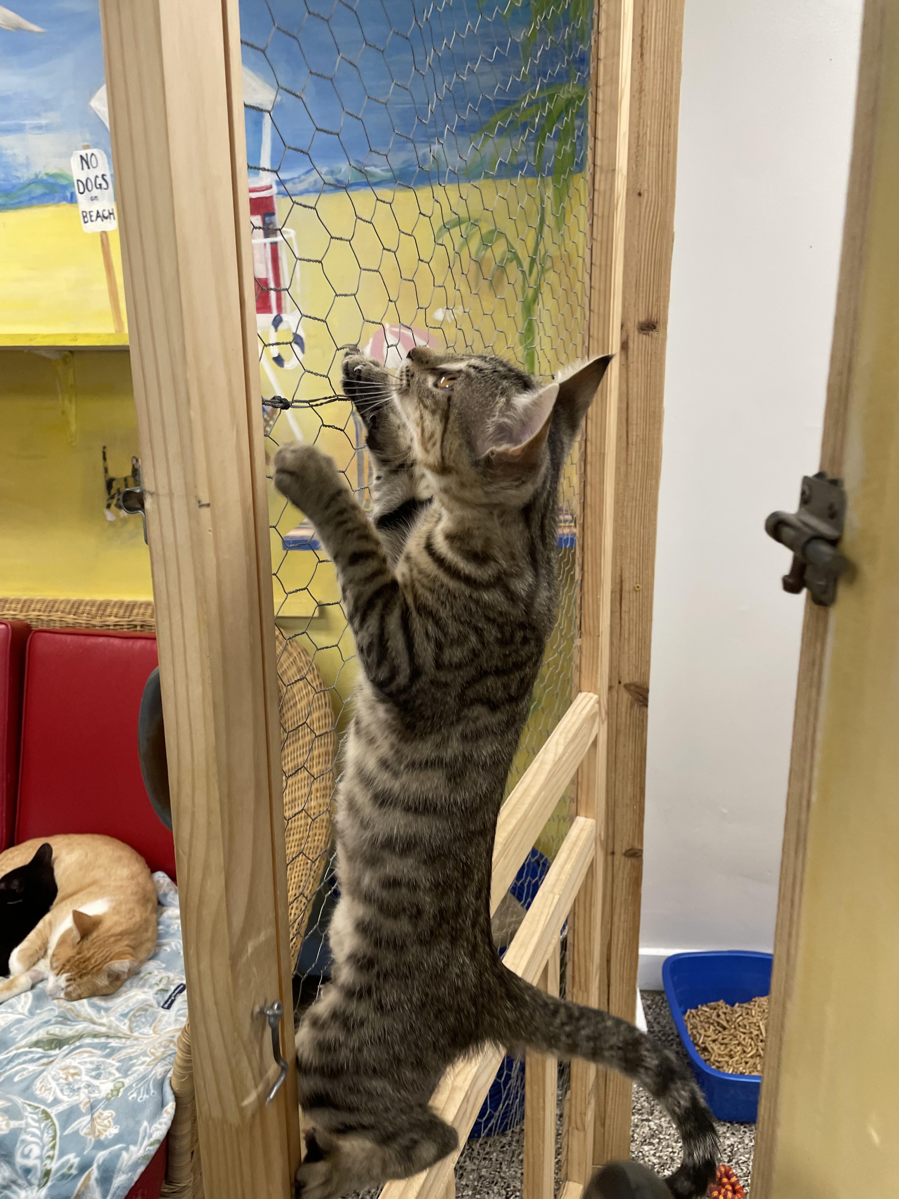 Enlarge Alice, a ADOPTABLE Domestic Short Hair in Fernandina Beach, FL image 3/3