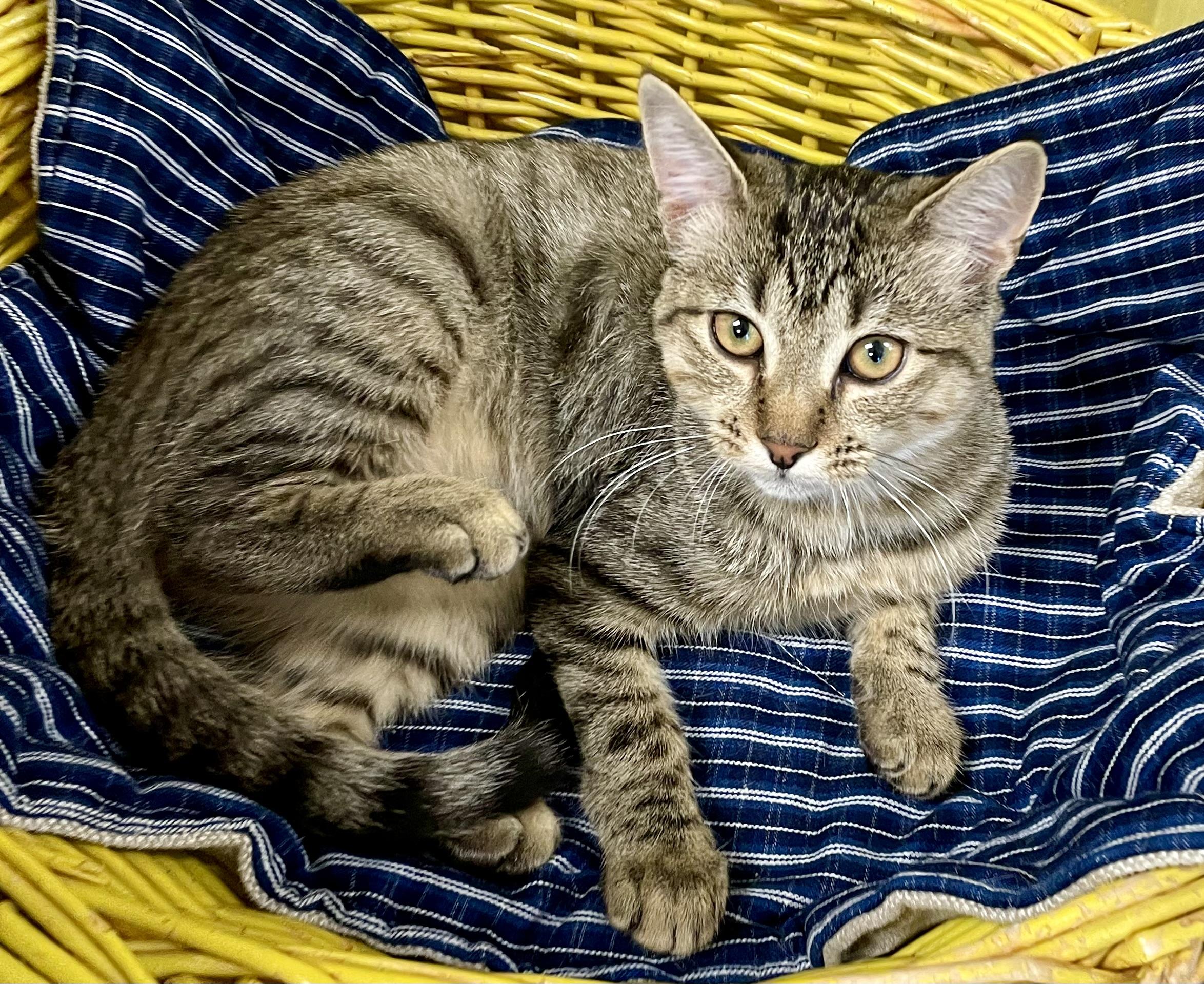 Alice, adopted, Kitten Female Domestic Short Hair.