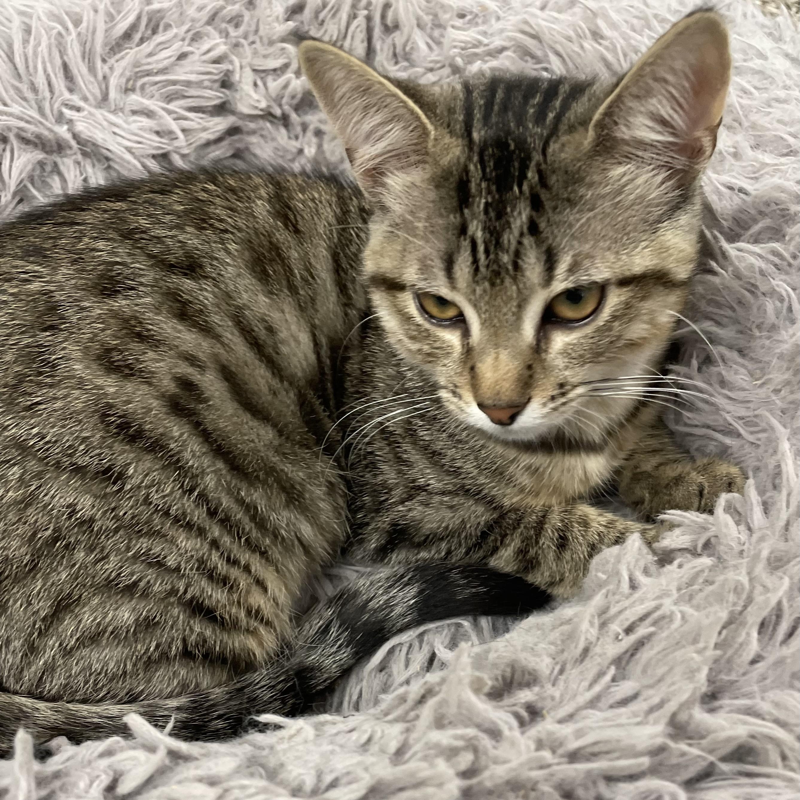 Alice, ADOPTABLE, Kitten Female Domestic Short Hair.