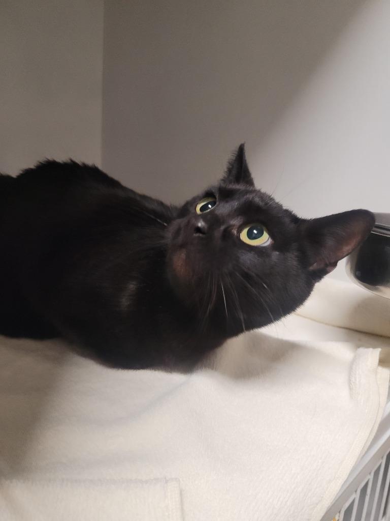 Amy, Adoptable, Young Female Domestic Short Hair.