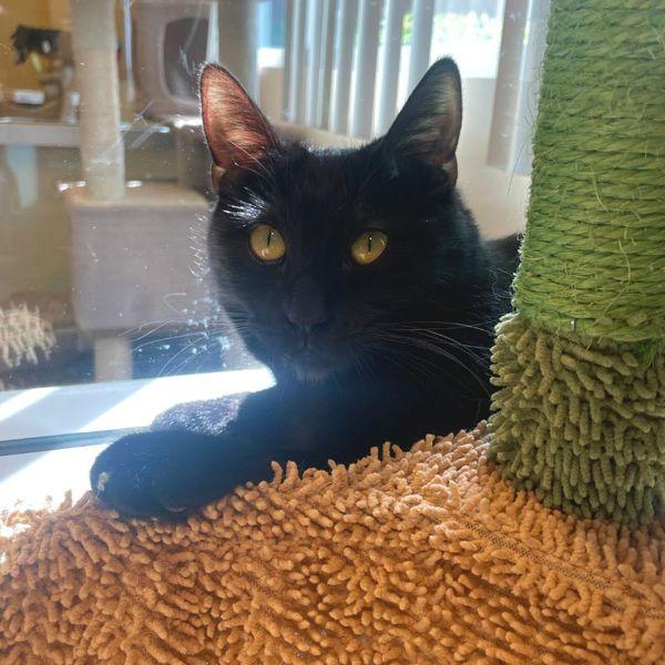 Pua, Adoptable, Young Male Domestic Short Hair.