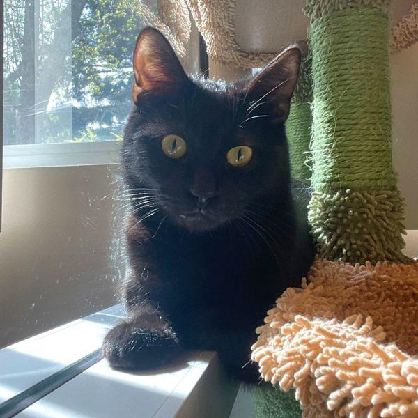 Enlarge Pua, a Adoptable mixed breed in Walnut Creek, CA image 2/5