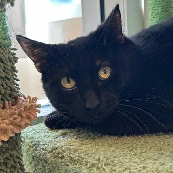 Enlarge Pua, a Adoptable mixed breed in Walnut Creek, CA image 3/5