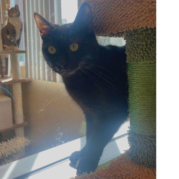 Enlarge Pua, a Adoptable mixed breed in Walnut Creek, CA image 4/5