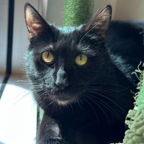 Enlarge Pua, a Adoptable mixed breed in Walnut Creek, CA image 5/5