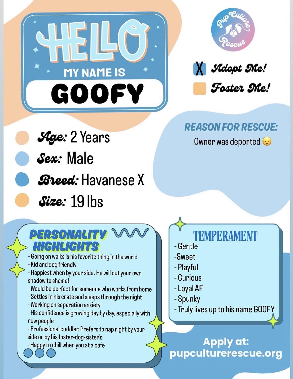 Enlarge Goofy, a ADOPTABLE mixed breed in Pasadena, CA image 2/5