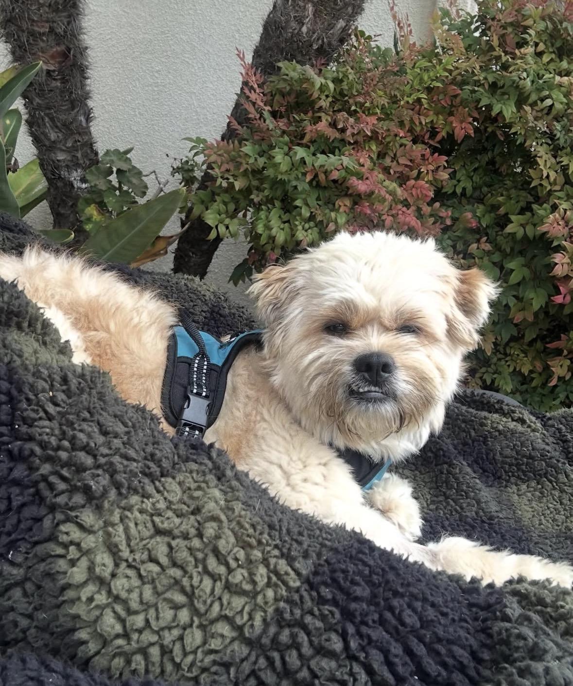 Enlarge Goofy, a ADOPTABLE mixed breed in Pasadena, CA image 3/5