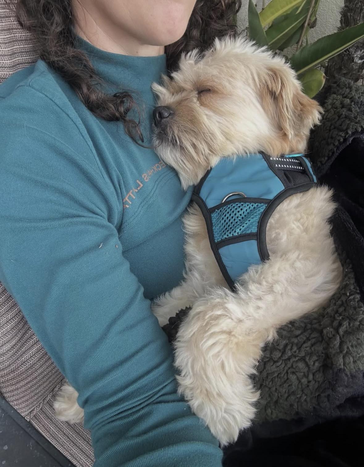 Enlarge Goofy, a ADOPTABLE mixed breed in Pasadena, CA image 5/5