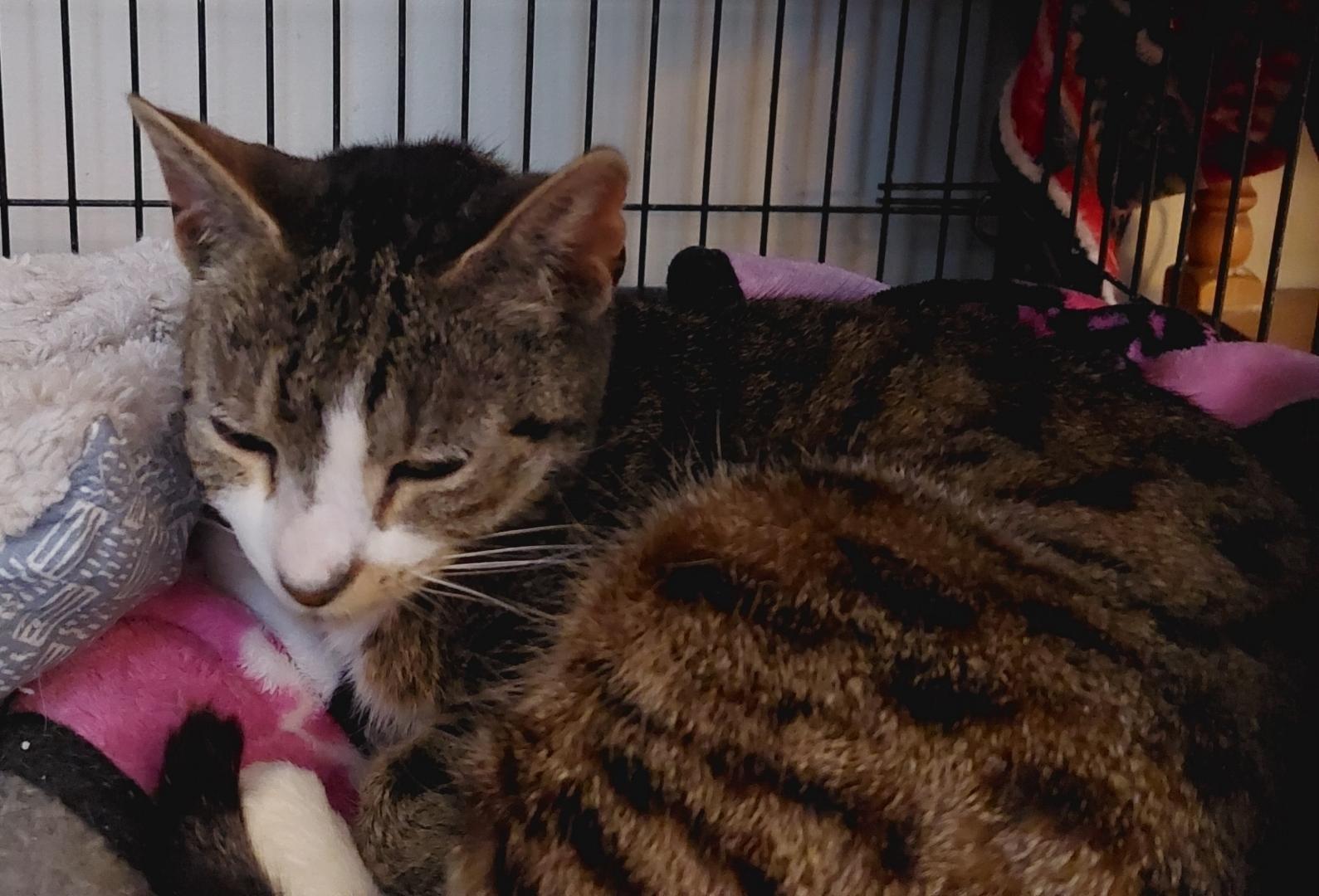 Maggie, Adoptable, Adult Female Domestic Short Hair.