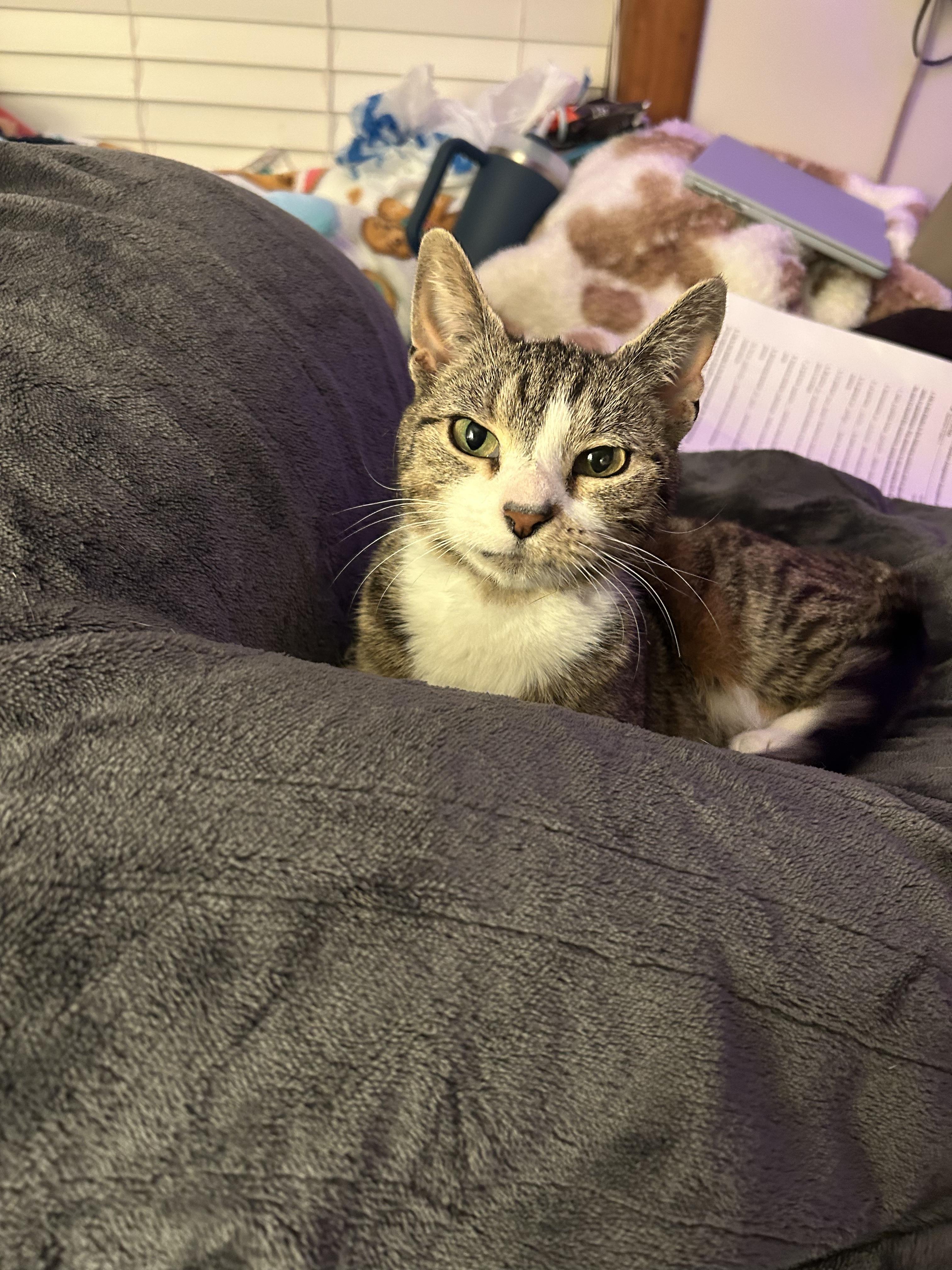 Maggie, Adoptable, Adult Female Domestic Short Hair.