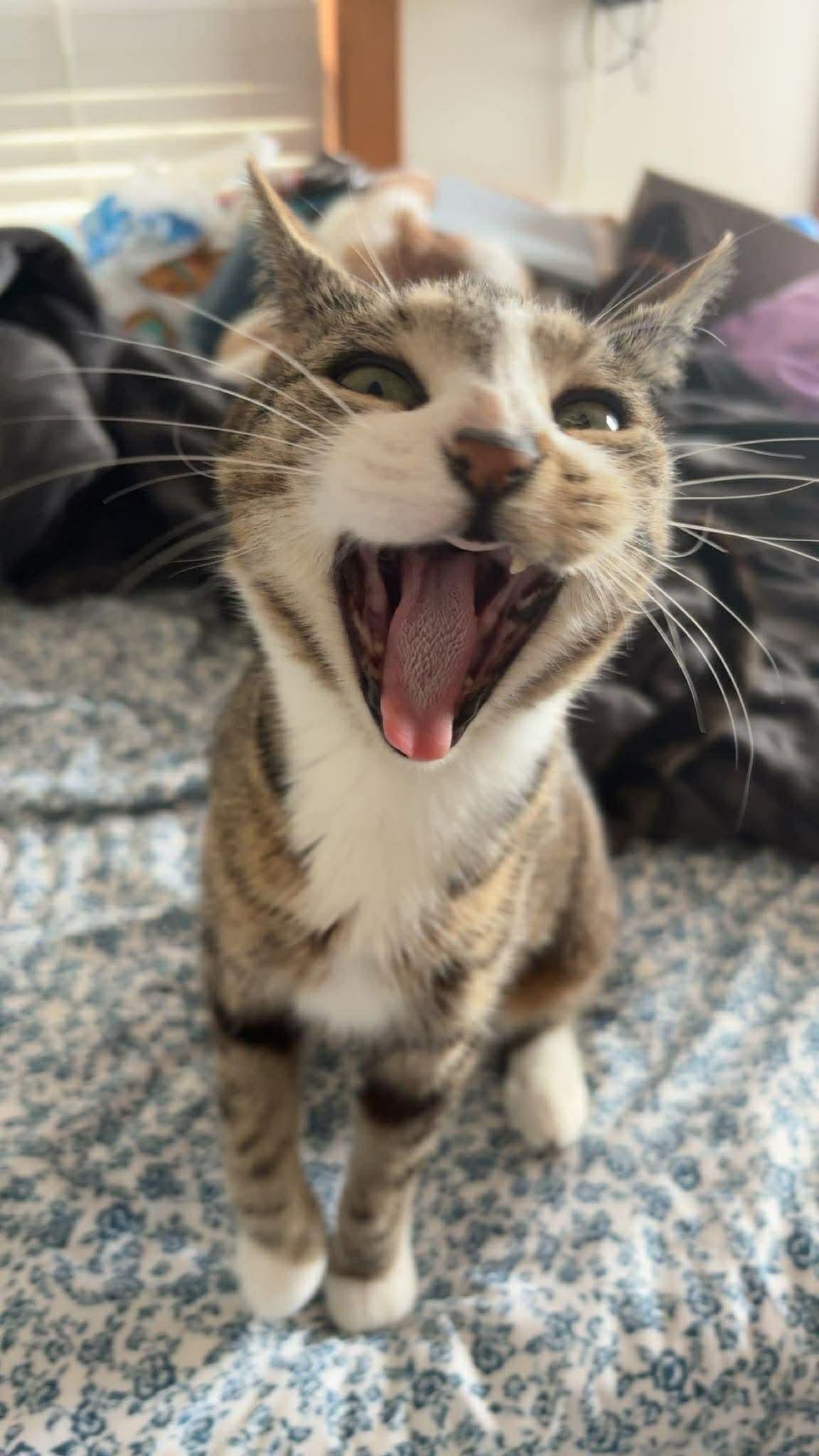 Enlarge Maggie, a Adoptable mixed breed in BREINIGSVILLE, PA image 2/2