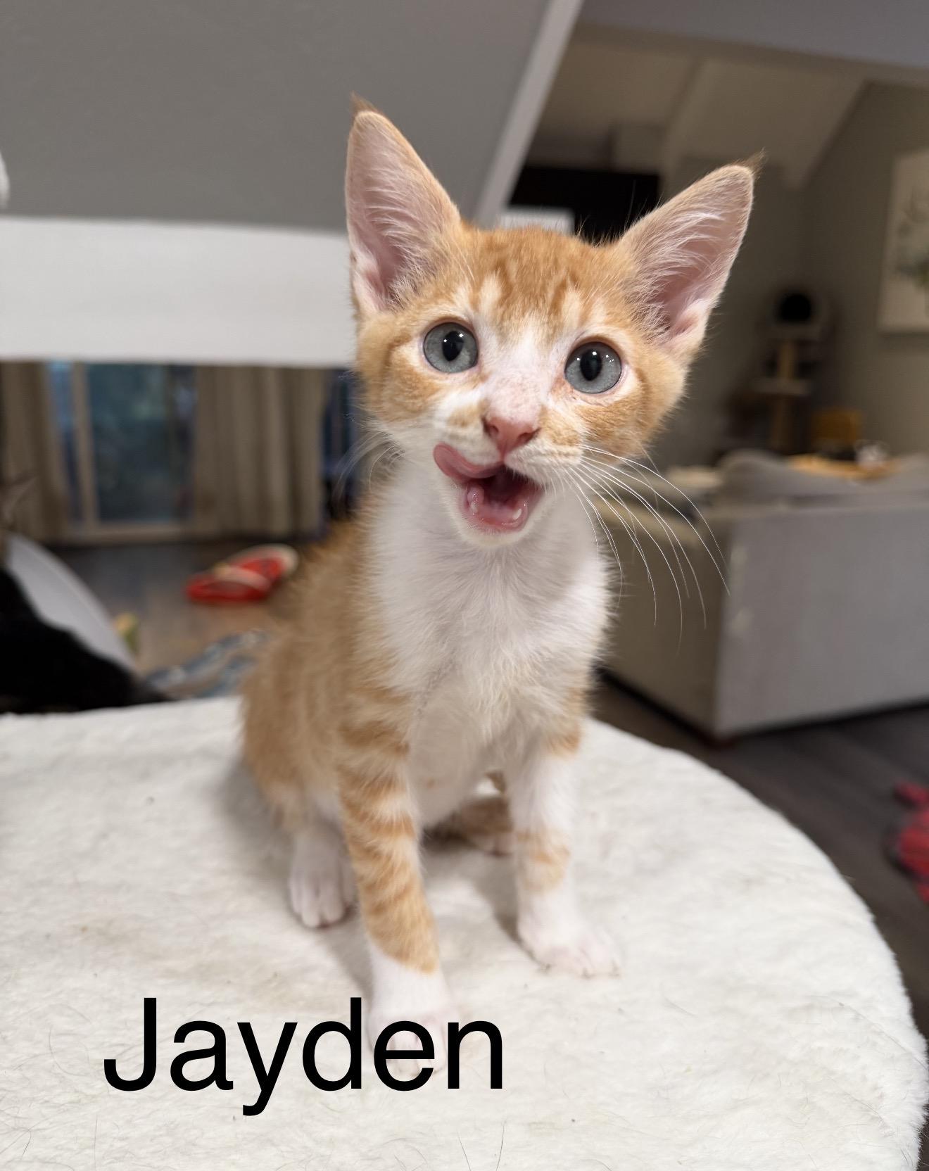 Jayden, Adopted, Kitten Male Tabby.